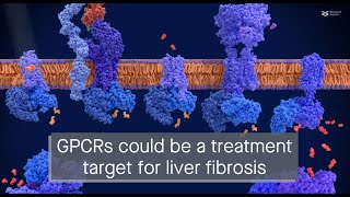 GPCR proteins regulate the fibrosis promoting protein IRF3 in liver cells [upl. by Noirrad]