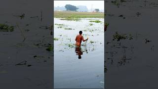 Harvesting Water Lily A Palatable Vegetable shorts [upl. by Itnavart]