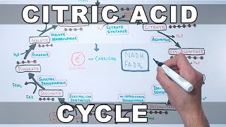 The Krebs Cycle Explained Aerobic Respiration [upl. by Enelaj]