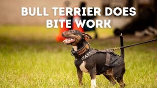 Can This Bull Terrier Do Bite Work  Grassroots K9 [upl. by Norbert721]