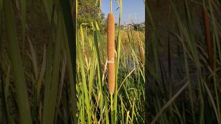 Tanaman Lembang atau Typha angustifolia lembang typhaangustifolia embet obor [upl. by Yor]