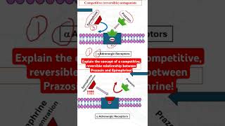 Competitive reversible relationship between prazosin and epinephrine [upl. by Eittod584]