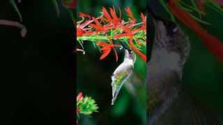 Cardinal Flower Lobelia cardinalis¹ [upl. by Girvin383]