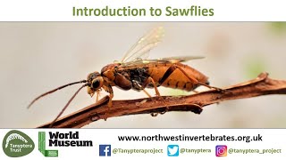 Introduction to UK Sawflies [upl. by Jannery]