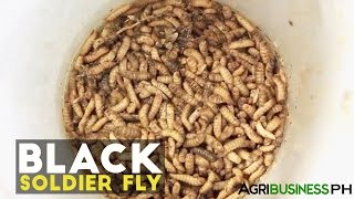 Black Soldier Fly  Black Soldier Fly Larvae System  Agribusiness Philippines [upl. by Ambrogino]