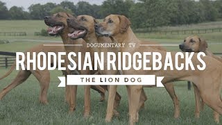 ALL ABOUT RHODESIAN RIDGEBACKS THE AFRICAN LION HUNTING DOG [upl. by Aisa]