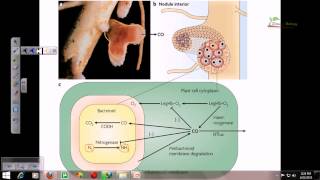 Ecosystems The Nitrogen Cycle  Alevel Biology  OCR AQA Edexcel [upl. by Novoj]