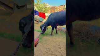 भैंस 🐃 youtubeshorts farmers farming buffalo bhesh gaonkizindagi villagelife village [upl. by Rafaelof]