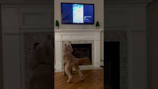 Tessie barking at Tessie on the TV [upl. by Anuska]