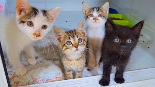 Its amazing when all the rescued kittens look at me at once just like they say thanks [upl. by Petit]