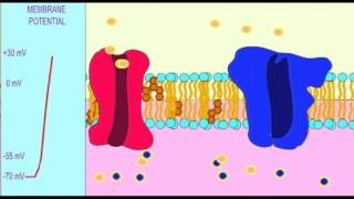 AP1 NEURON ACTION POTENTIAL VOLTAGE GRAPH [upl. by Inva]