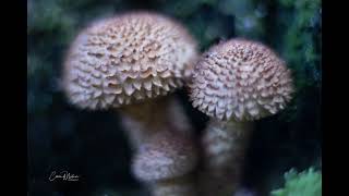 Lensbaby Paddenstoelen [upl. by Scrivens]