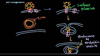 6 Viral pathogenesis step by step process [upl. by Wakefield]