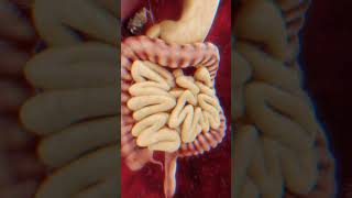 Human digestive system 3d animation and parts of the human digestive system in 3Danimation [upl. by Harmon344]