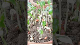 seed sprouting in pot  seed germination [upl. by Naltiak]