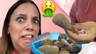 Vlog 😱 Silberfische in Kartoffeln 🤢 [upl. by Sassan]