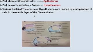 Development of Diencephalon [upl. by Ydisac]