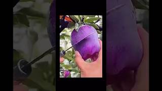 🍇🍈🍉🍊🍋🍌🍍🥭Let enjoy the beautiful nature shorts ytshort fruit nature gatden shortvideo [upl. by Elita]