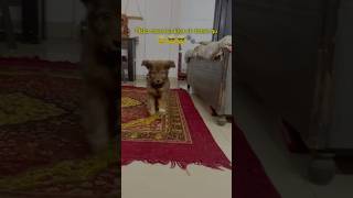 NO means NO 👎🐕😂 I TOLD U DON’T Play with Carpet 🐾puppy dogshorts viralshorts gaddikutta [upl. by Nittirb]