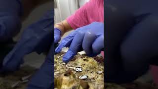 ¡Cuidado Marino ¿Por qué Remover Cirripedias de las Tortugas 🐢🌊 shorts [upl. by Irami]