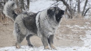 The Magnificent Breed of Caucasian Shepherd Dog Documentary in HD [upl. by Gherardi595]