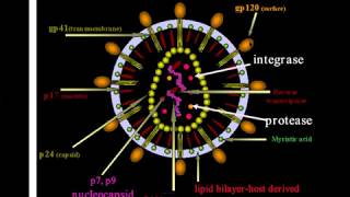 HIV and AIDS [upl. by Levona]