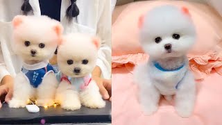 Cute and Funny Pomeranian Videos 28 Shorts [upl. by Liemaj]