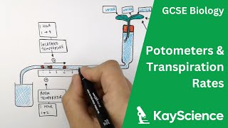 How To Use a Potometer  Biology GCSE  kaysciencecom [upl. by Einnim]