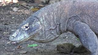 Doku Die Komodowarane von Indonesien 4K UHD [upl. by Hendricks]