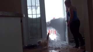 My cat jump through the snowbank [upl. by Alegna]