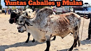 Las mejores yuntas de toros hoy domingo de tianguis ganadero en tlacolula oaxaca vacas mulas caballo [upl. by Gnap707]