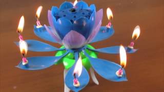 Vela Musical Flor Azul [upl. by Margaret]