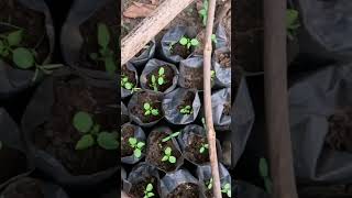 Organic farming in Africa Nigeria business farming shortvideo shorts [upl. by Koy]