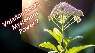 Unveiling Valerian Roots Hidden Power [upl. by Acinorrev417]