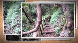 Levada do Castelejo  Walking in Madeira [upl. by Polak259]