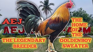 AEJ GAMEFARM  THE MASTER BREEDER IN THE PHILIPPINES  VISIT THIS BIG FARM amp QUALITY GAMEFOWL [upl. by Shelton]