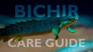 Bichirs An Ultimate Care Guide [upl. by Hammerskjold585]