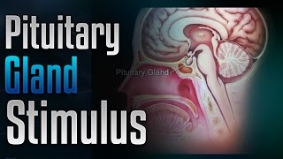 🎧 Pituitary Gland Stimulation to Release Growth Hormone with Simply Hypnotic [upl. by Michey]