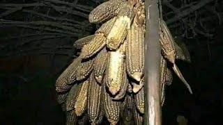 Pre fertilizer maize seeds [upl. by Grenville]