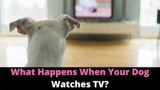 Why Do Dogs Watch TV And React Here’s What Dogs See When They Watch Television [upl. by Hoagland425]