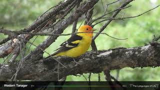 Western Tanager Song [upl. by Amarette]