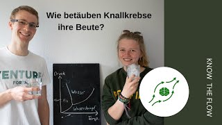 Wie betäuben Knallkrebse ihre Beute  Kavitation einfach erklärt KnowTheFlow [upl. by Leipzig119]