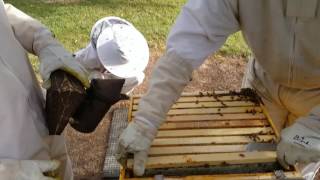 Treating a hive with powder sugar for Varroa Mite Destructor [upl. by Theona]