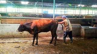 PEMERIKSAAN KEBUNTINGAN SAPI 🐃 Sronts CahAngon [upl. by Easter]