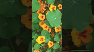 🌹¹⁶☆•²⁰ Nasturtium Tropaeolum majus in Nasturtium Family Tropaeolaceae [upl. by Anabella]