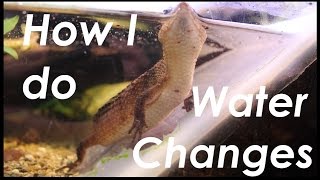 How do I do Water Changes Sulawesi Water Skink Vivarium Maintenance [upl. by Lucille]