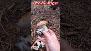 PorcinoCepBoletSteinpilze shorts new nature trending forest foryou wood pilze mushroom [upl. by Florri]