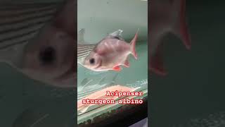 Acipenser sturgeon music musik cover song fishing catfishfarming fish predatorfish edm [upl. by Aicelf519]