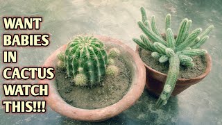 Secret way to get Babies in Cactus  Get more cactus from one plant  English Subtitle [upl. by Leia480]