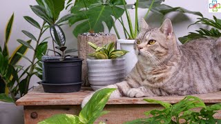 28 Low Light Indoor Plants Safe for Cats and Dogs  NonToxic Plants [upl. by Aidile548]